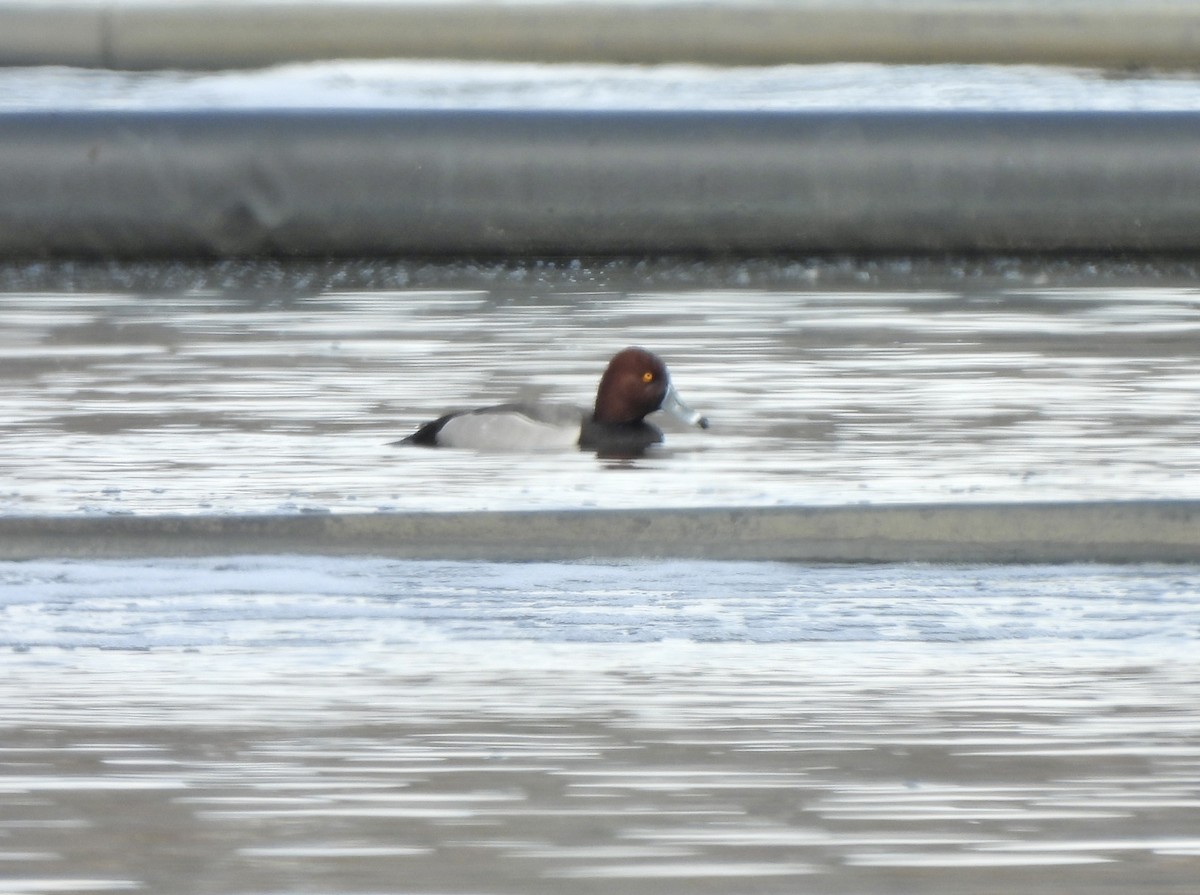 Redhead x Ring-necked Duck (hybrid) - ML635012037
