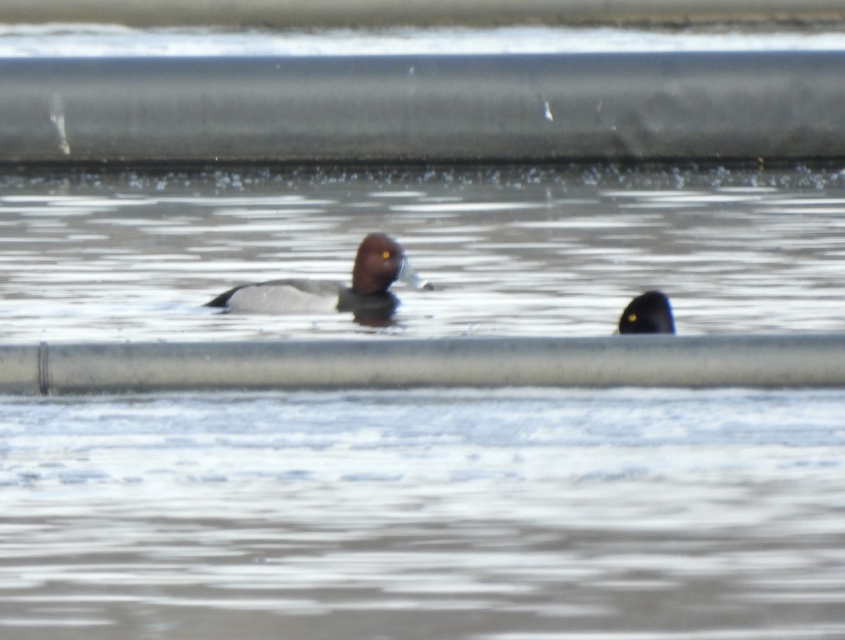 Redhead x Ring-necked Duck (hybrid) - ML635012038