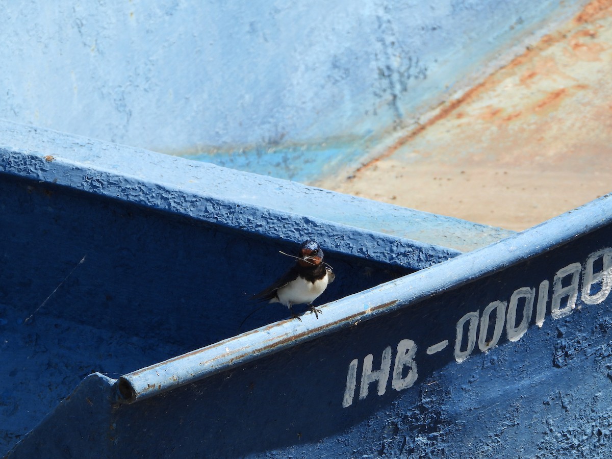 Barn Swallow - ML635012048