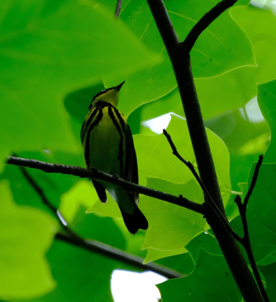 Magnolia Warbler - ML635012052