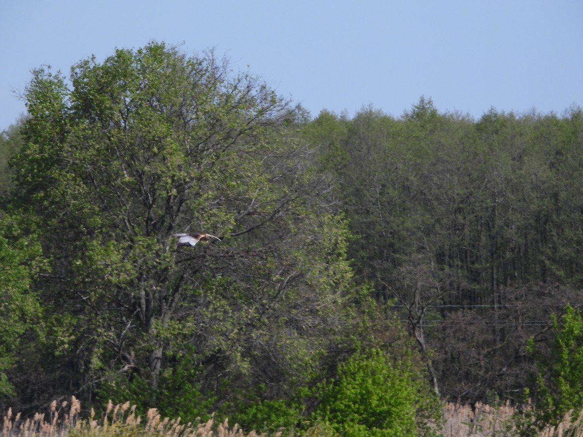 Western Marsh Harrier - ML635012067