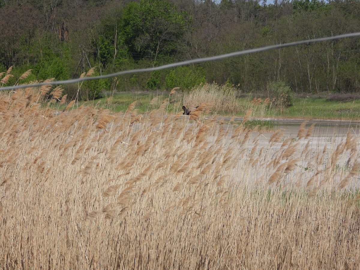 Western Marsh Harrier - ML635012068