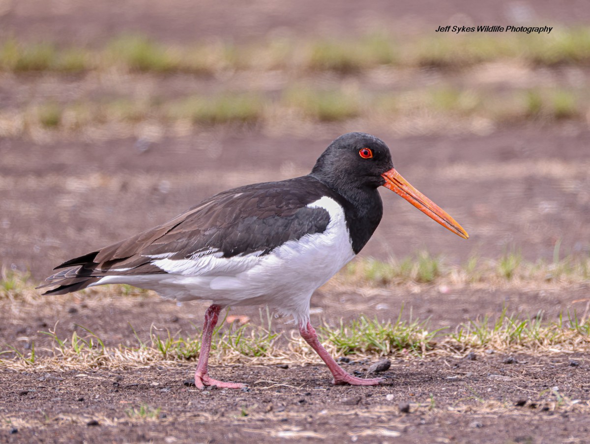 Eurasian Oystercatcher - ML635012098