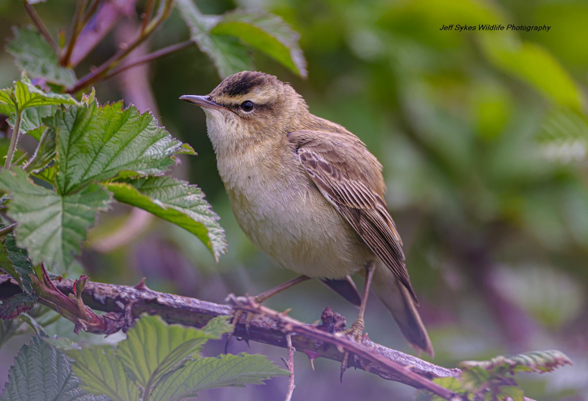 Sedge Warbler - ML635012108