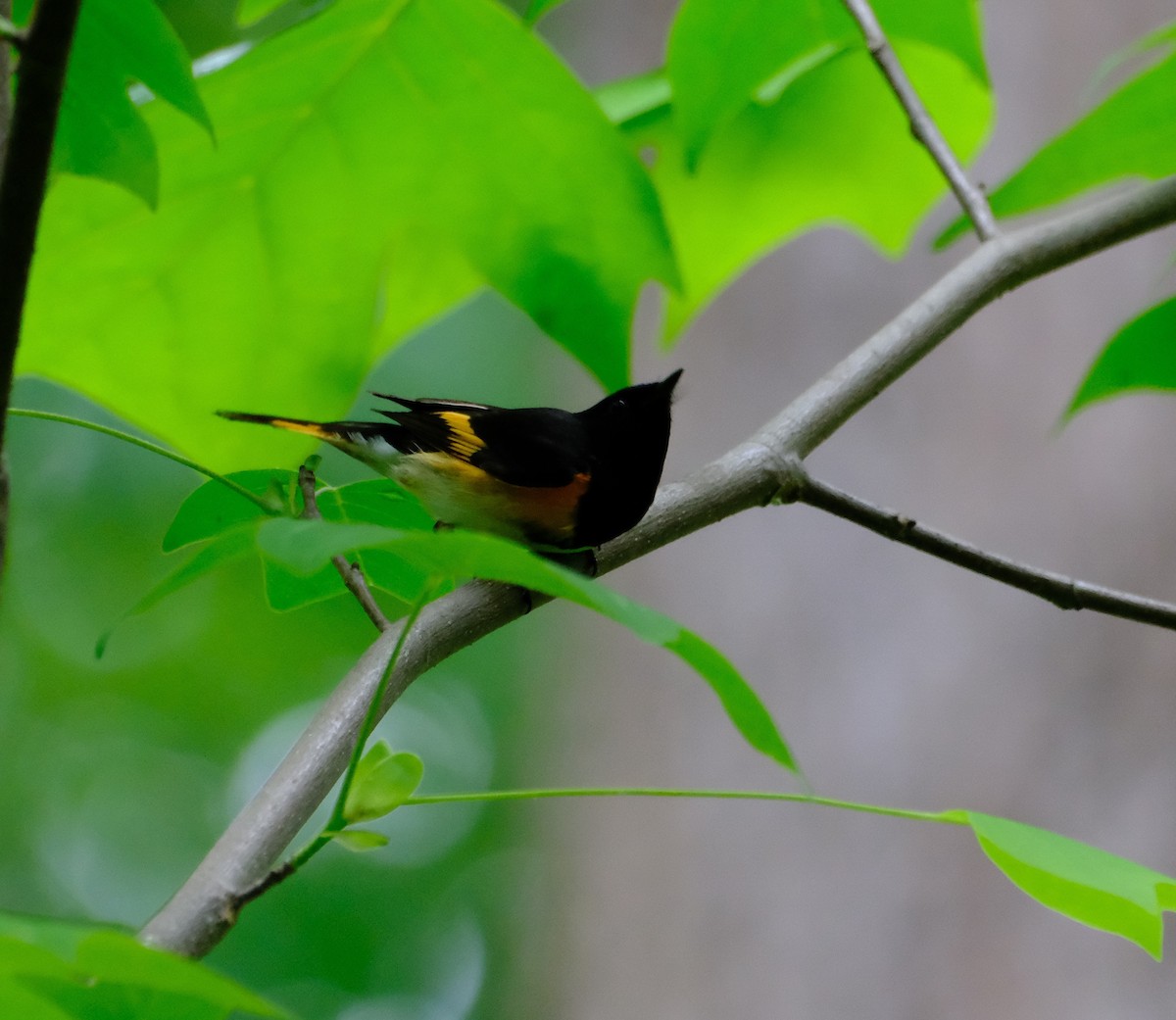 American Redstart - ML635012110
