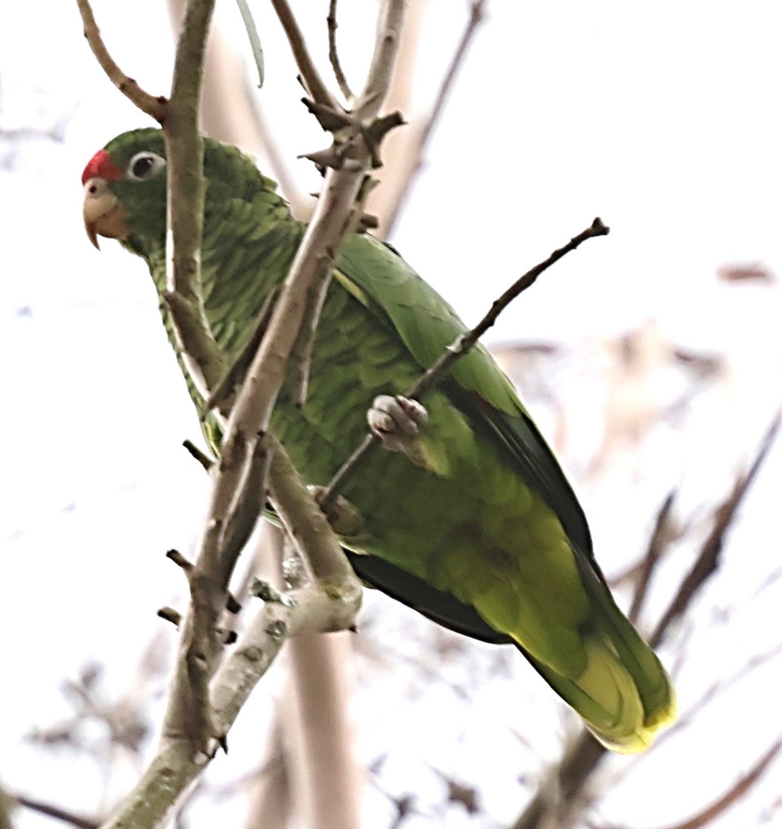 Amazona Tucumana - ML635012123