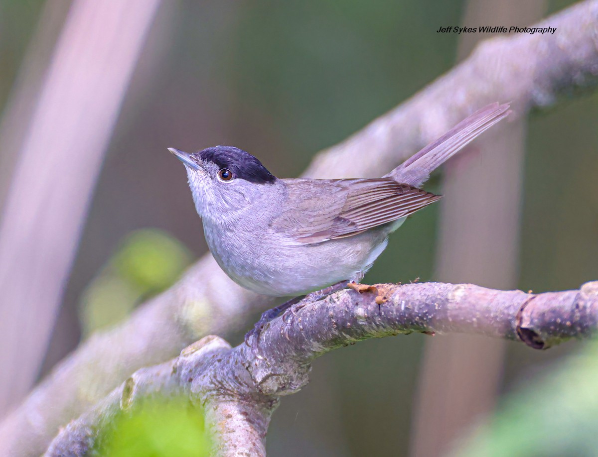 Eurasian Blackcap - ML635012132