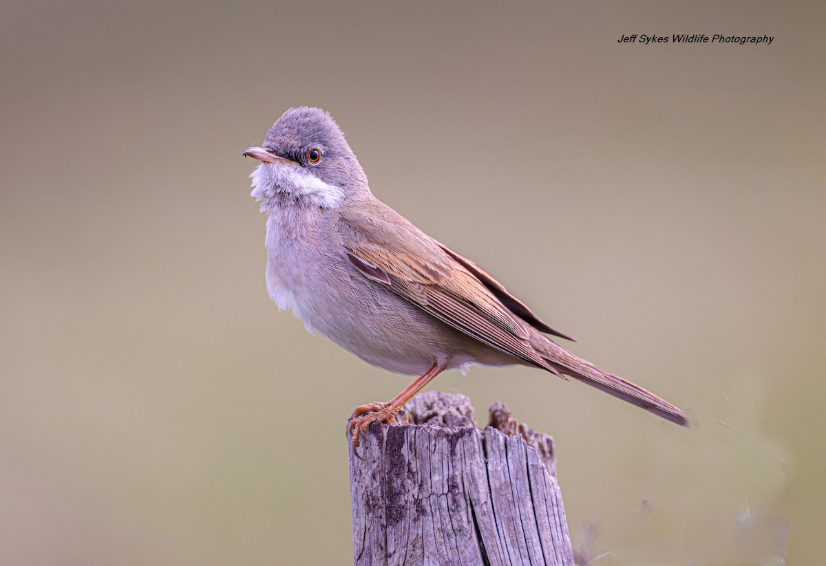 Greater Whitethroat - ML635012139