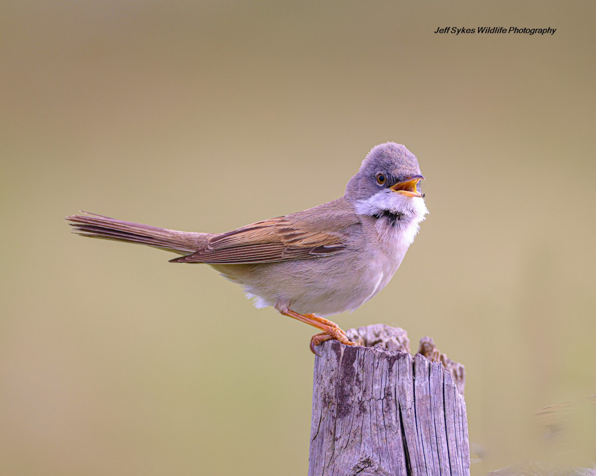 Greater Whitethroat - ML635012154