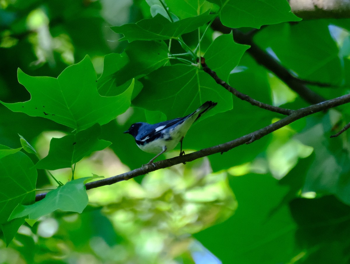 Black-throated Blue Warbler - ML635012157