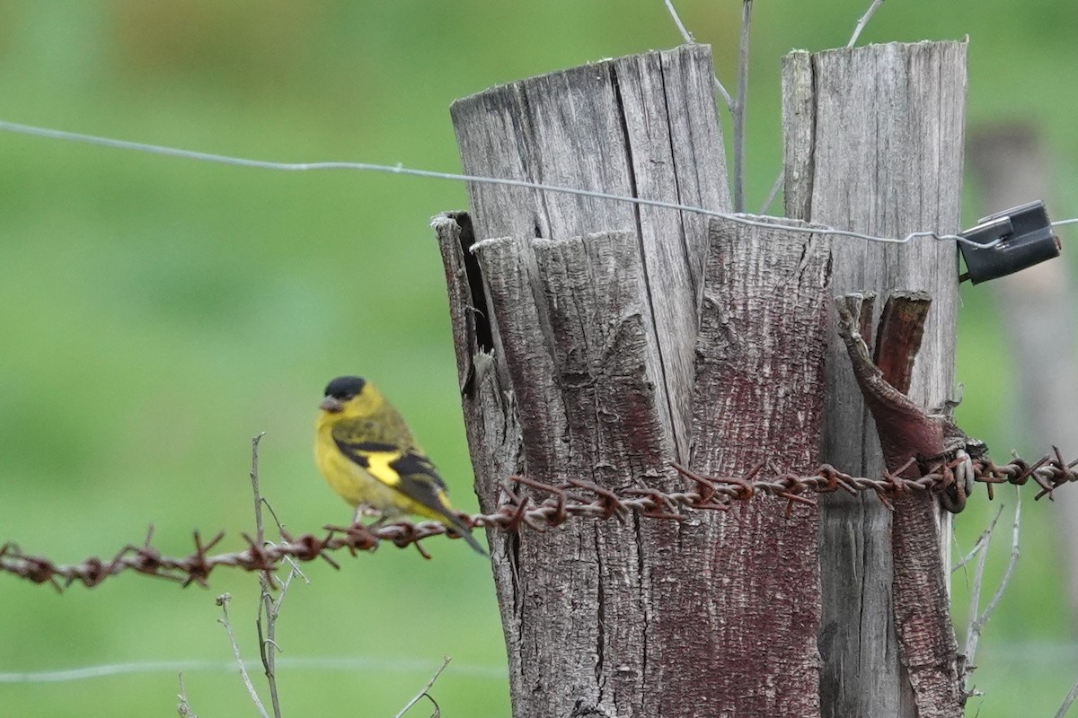 Andean Siskin - ML635012168
