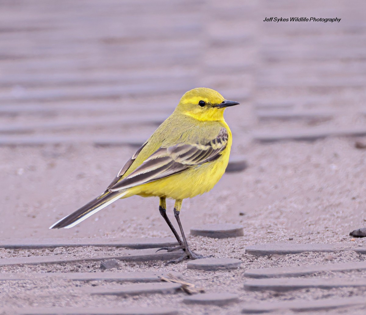 Western Yellow Wagtail - ML635012170