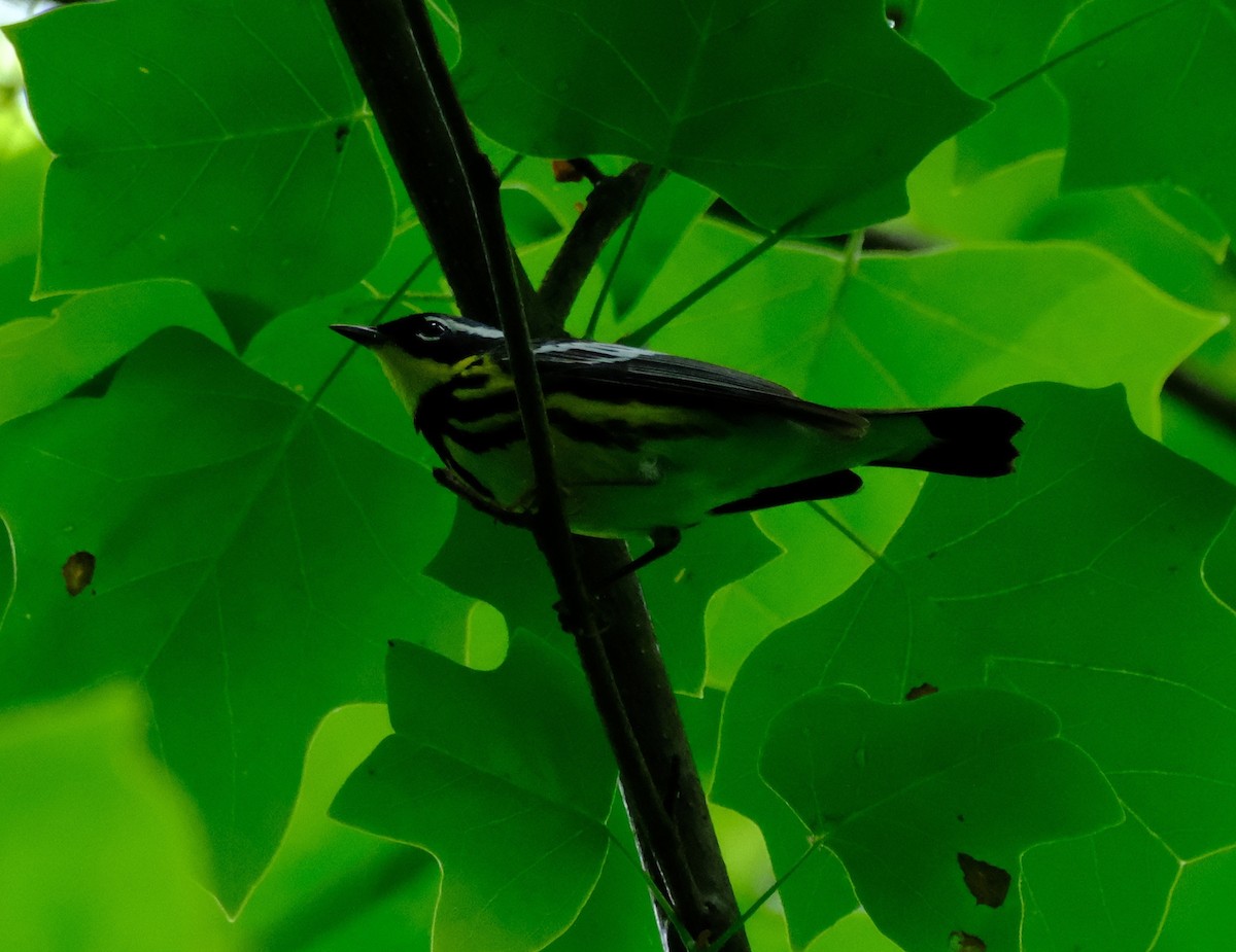 Magnolia Warbler - ML635012212
