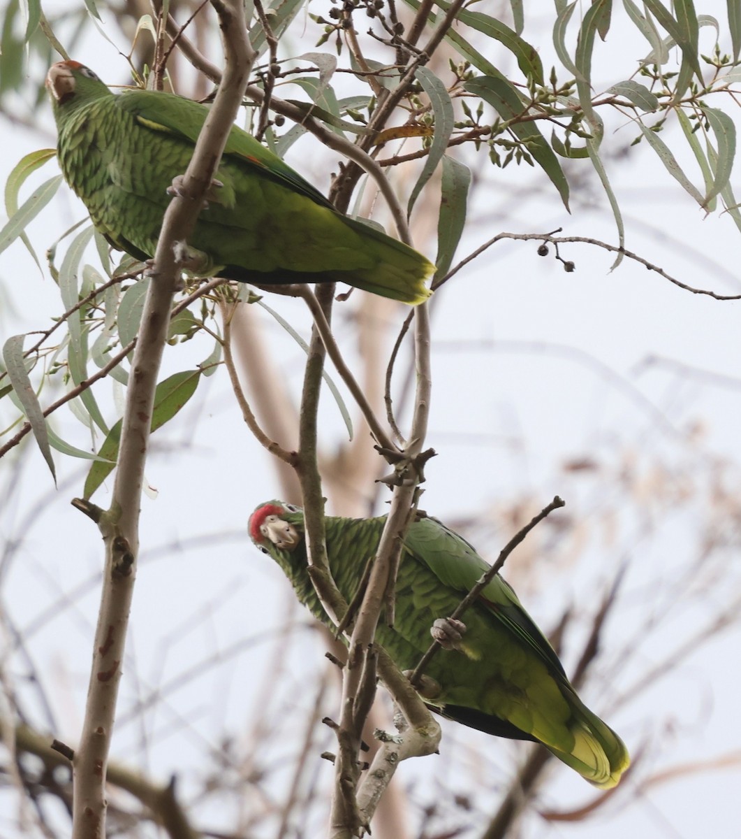 Amazona Tucumana - ML635012282