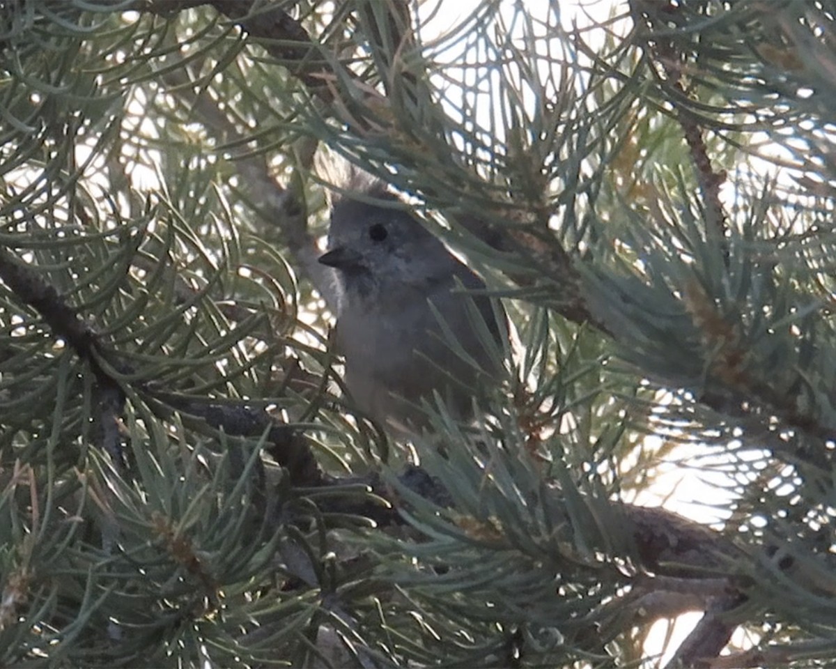 Juniper Titmouse - ML635012304