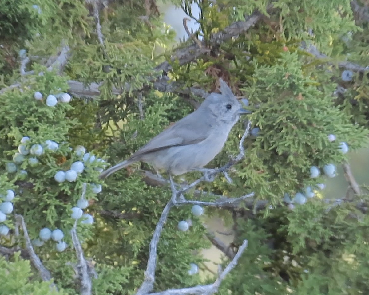 Juniper Titmouse - ML635012305