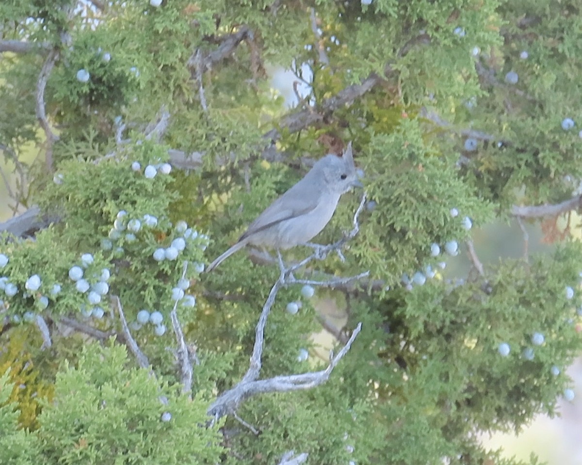 Juniper Titmouse - ML635012306
