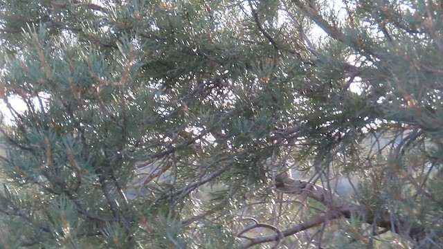 Juniper Titmouse - ML635012318