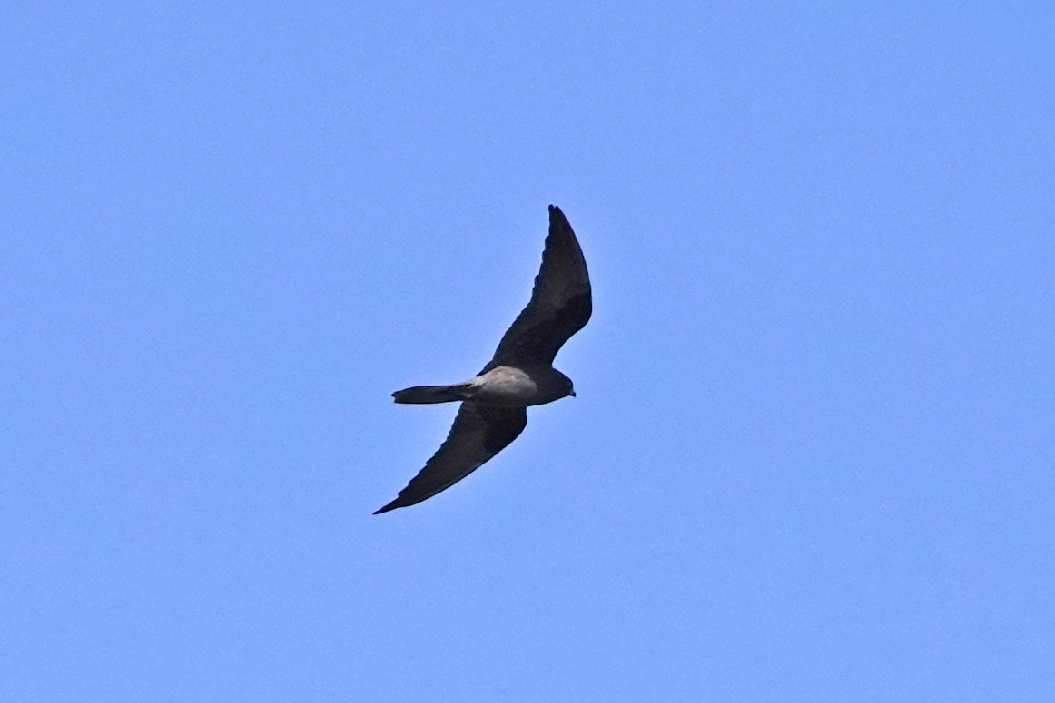 Eleonora's Falcon - ML635012351