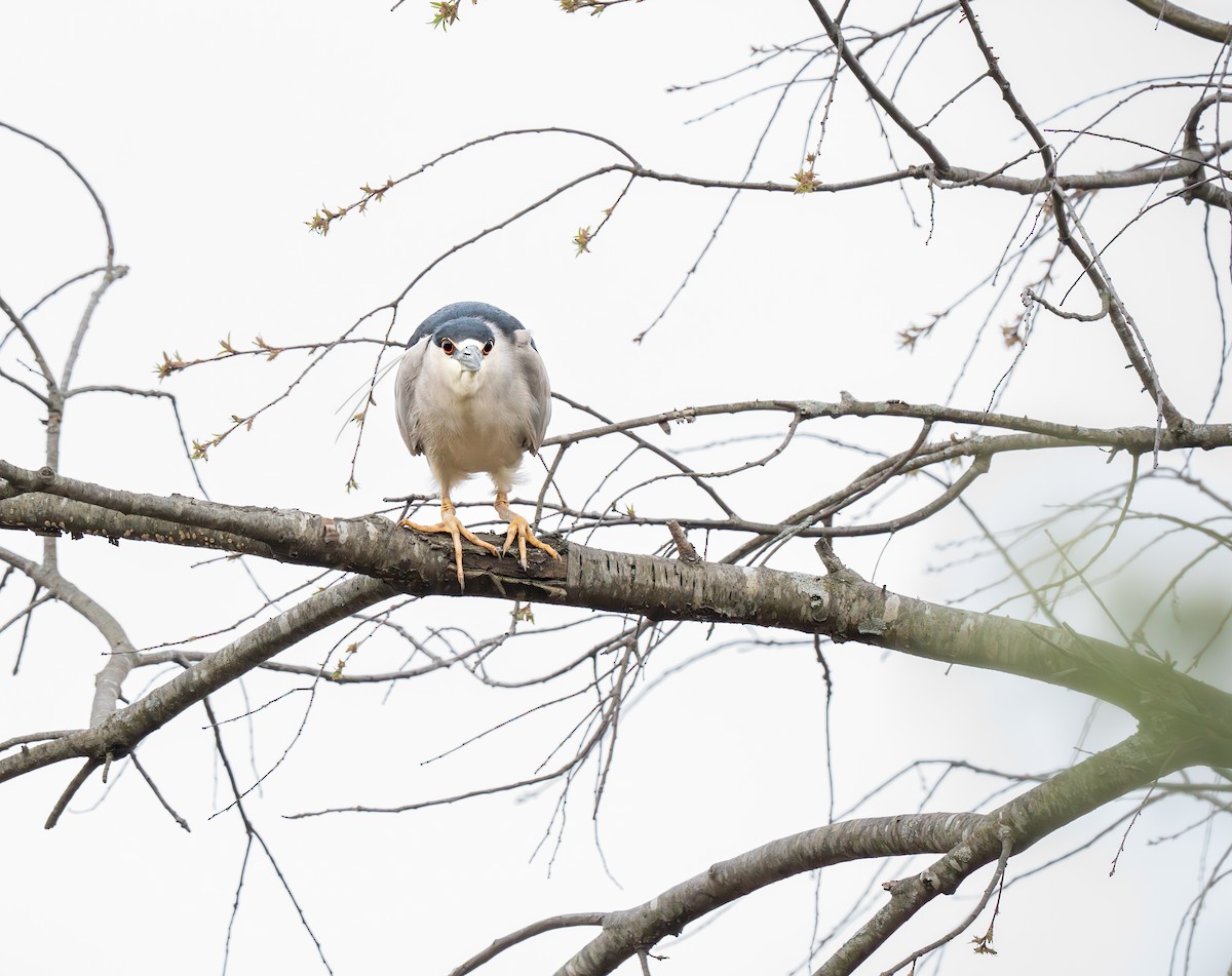 Black-crowned Night Heron - ML635012394