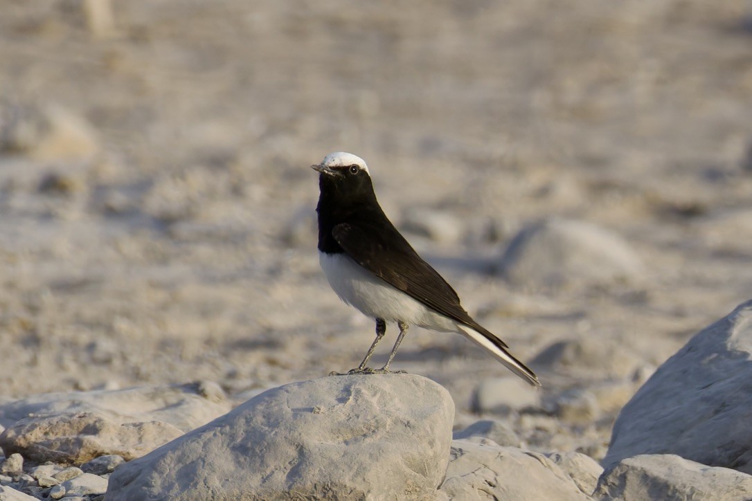 Hooded Wheatear - ML635012396