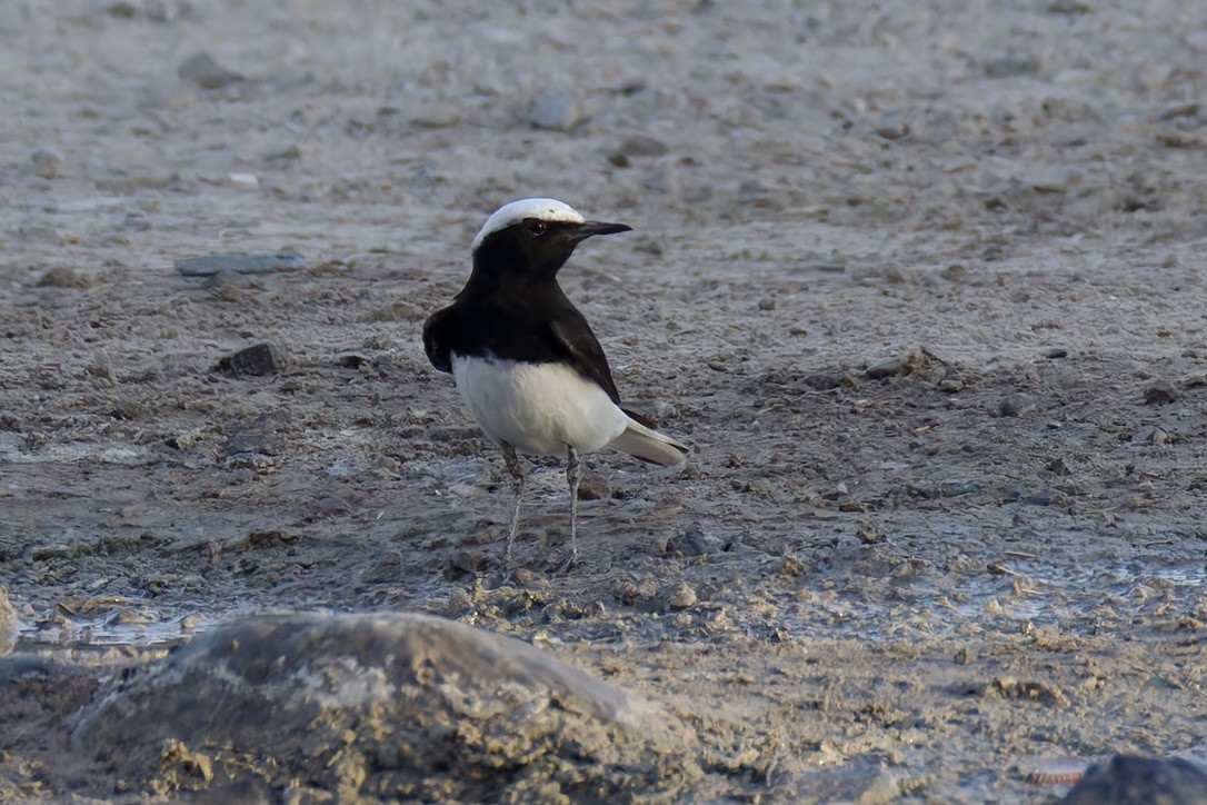 Hooded Wheatear - ML635012398