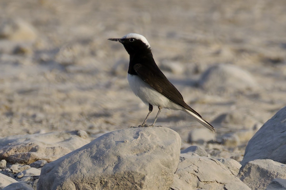 Hooded Wheatear - ML635012399