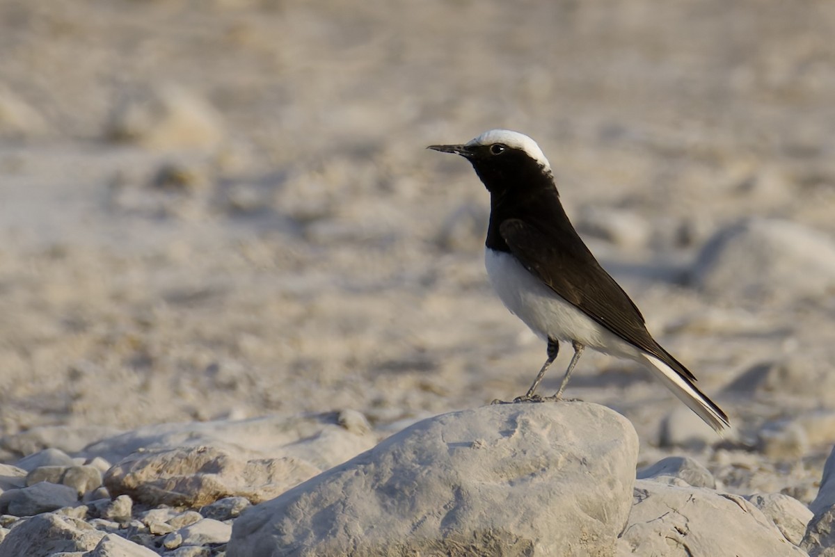 Hooded Wheatear - ML635012400