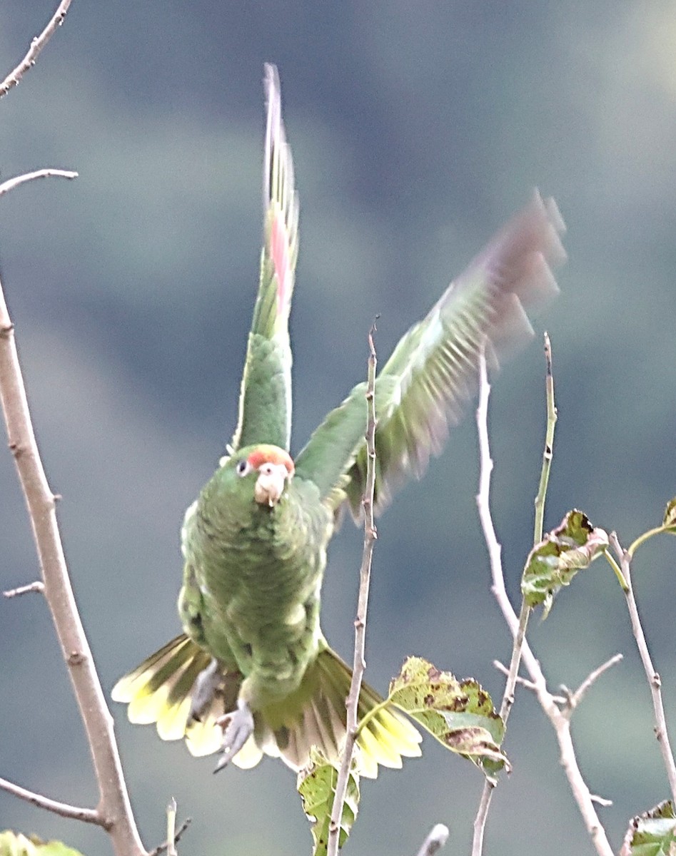Amazona Tucumana - ML635012407