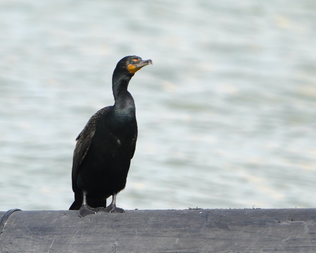 Double-crested Cormorant - ML635012441