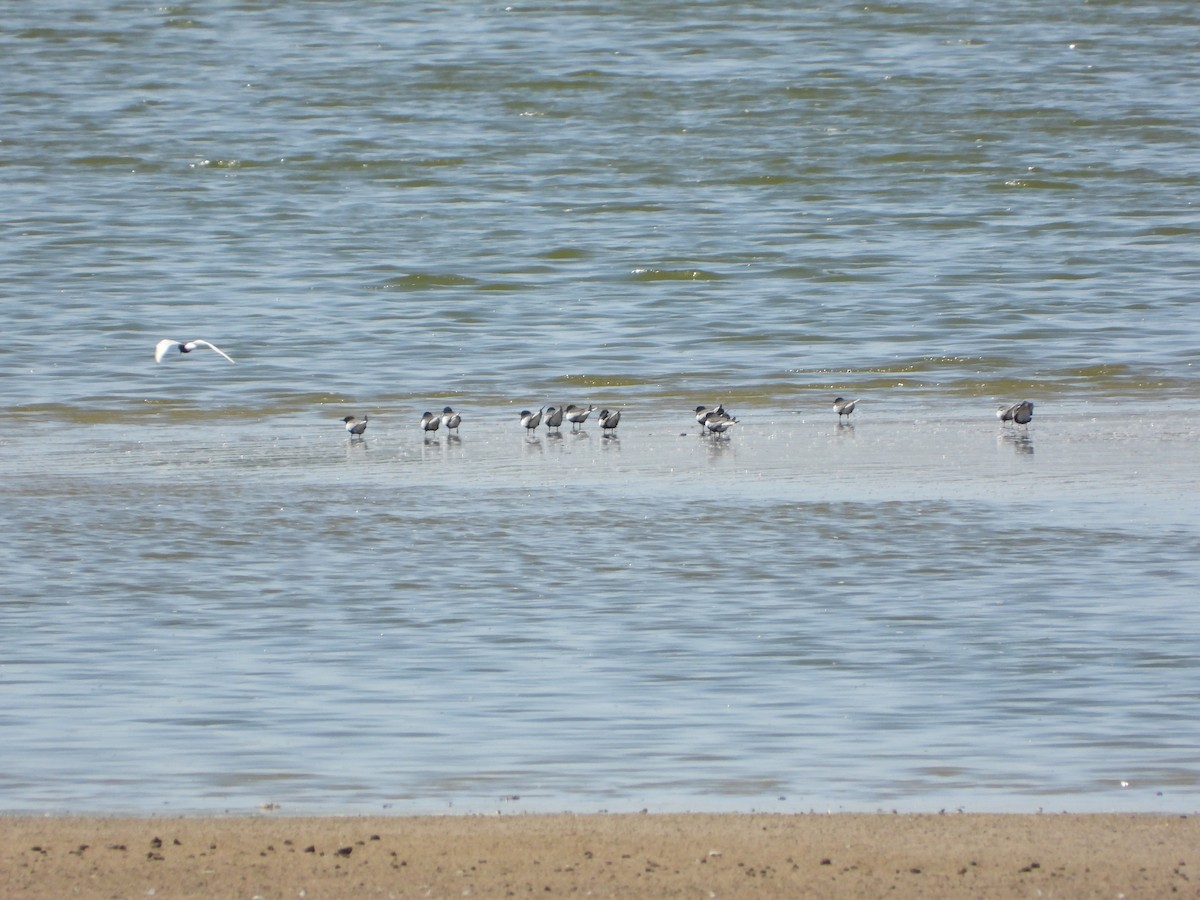 Black Tern - ML635012442