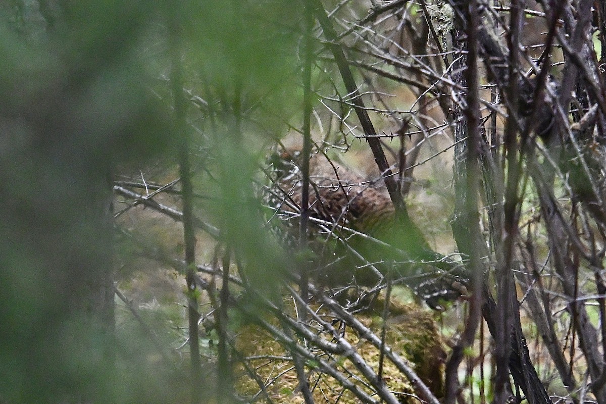Chinese Grouse - ML635012466
