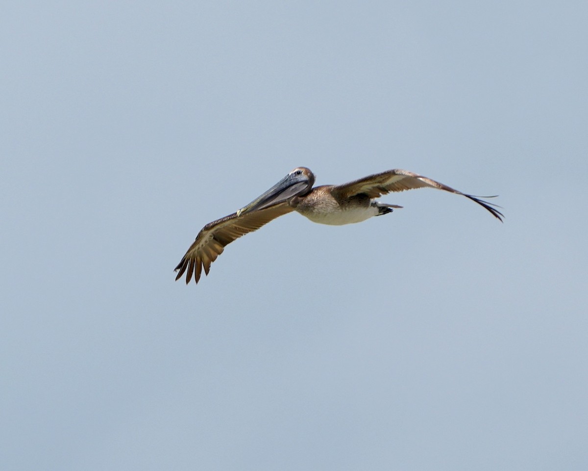 Brown Pelican - ML635012471