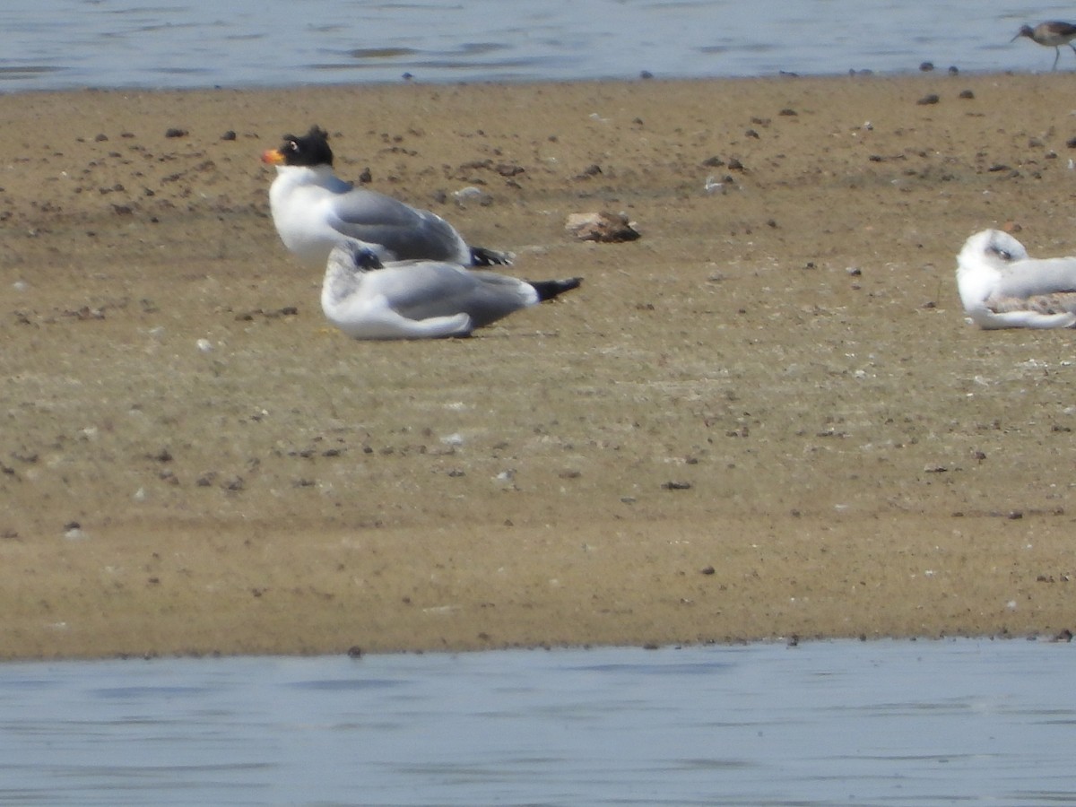 Pallas's Gull - ML635012477