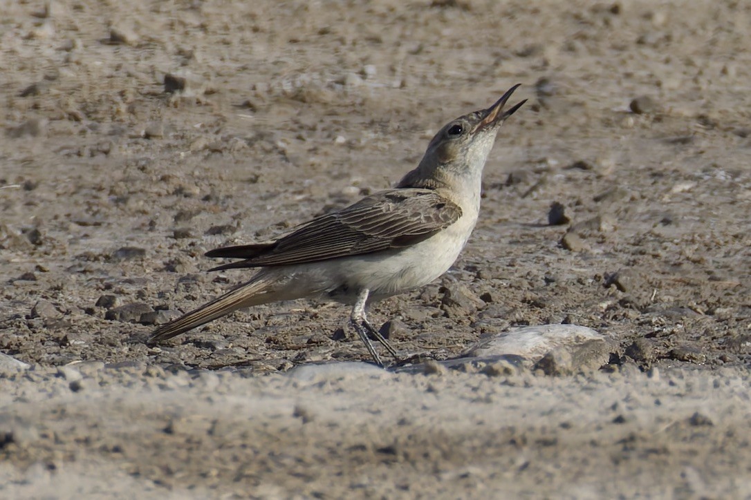 Hooded Wheatear - ML635012506