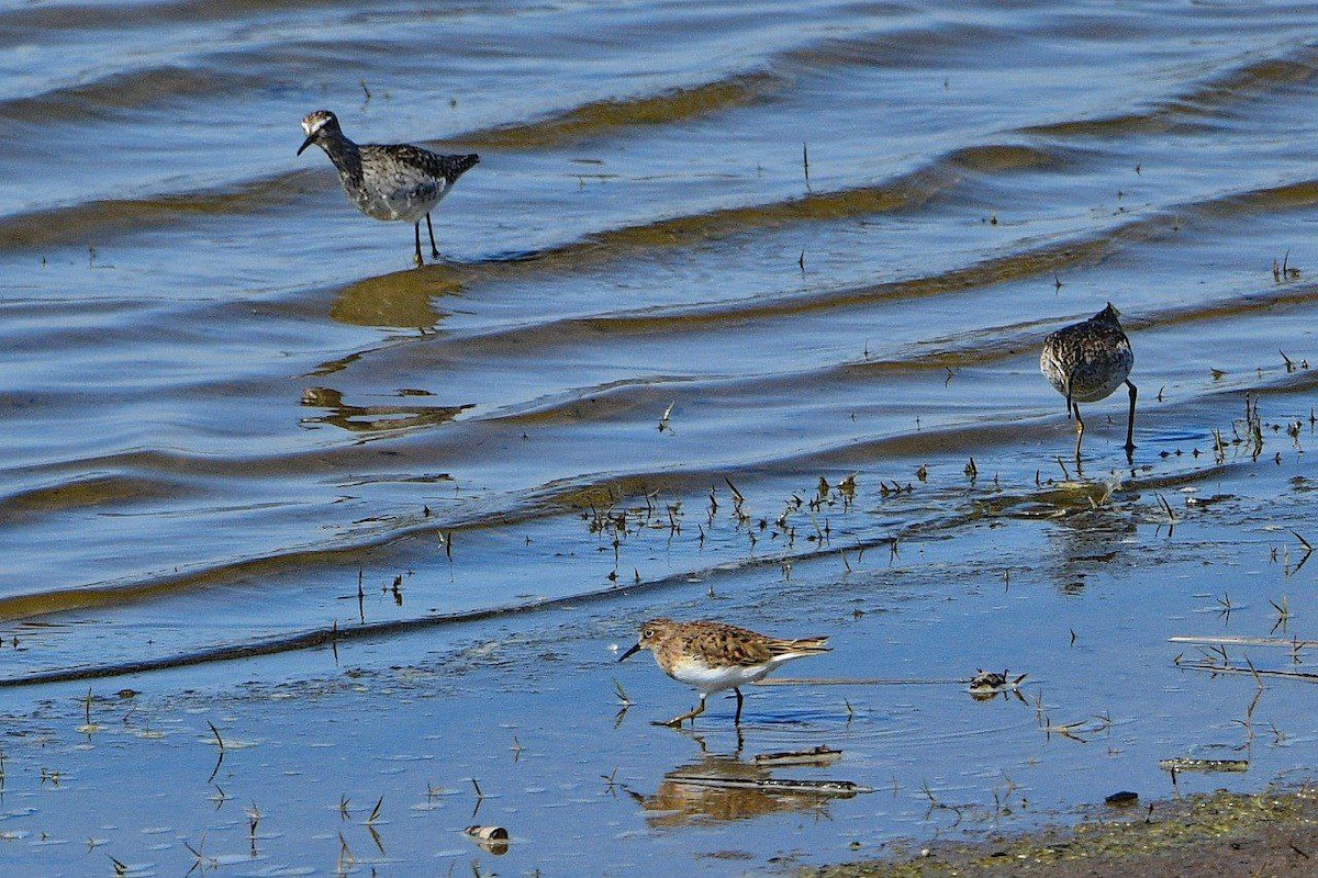Little Stint - ML635012542