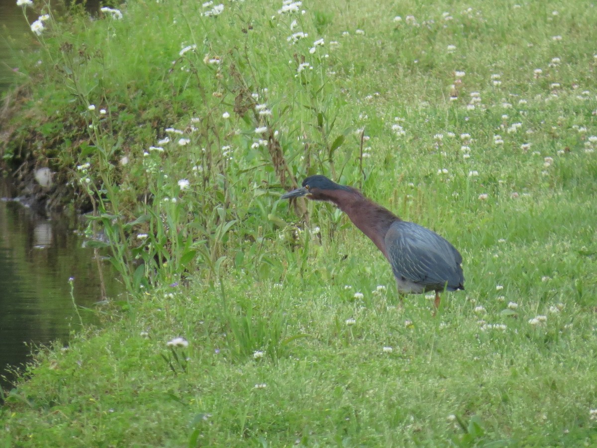 Green Heron - ML635012556