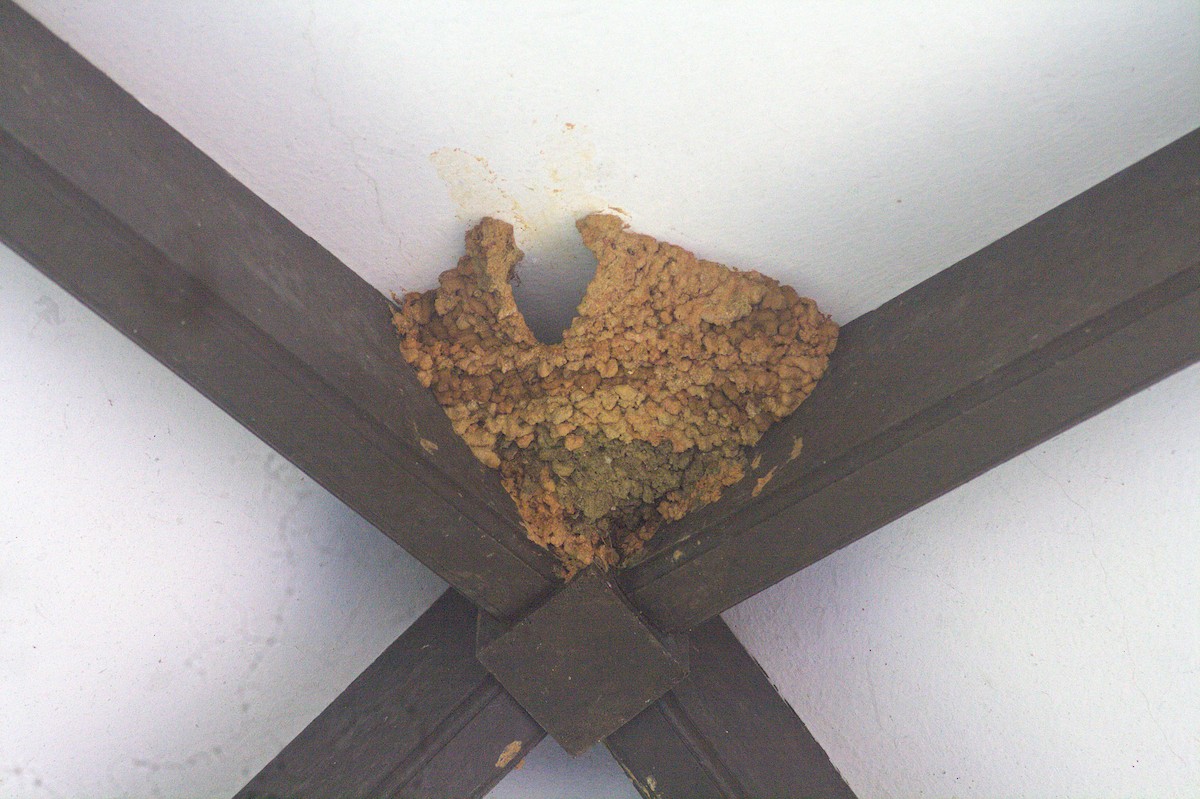 Sri Lanka Swallow - ML635012608