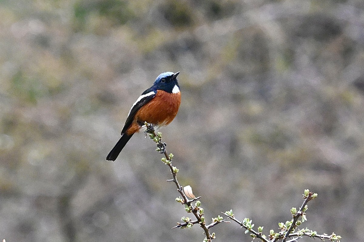 White-throated Redstart - ML635012609