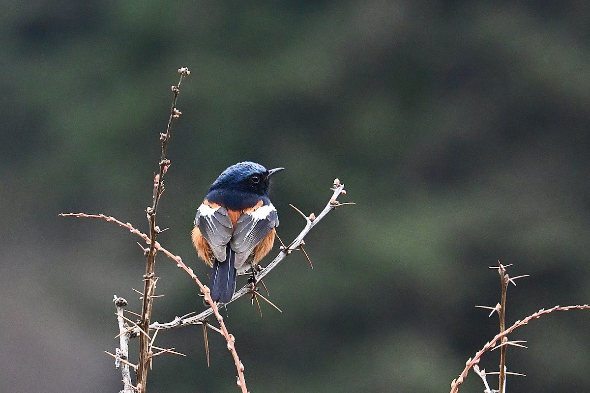White-throated Redstart - ML635012613