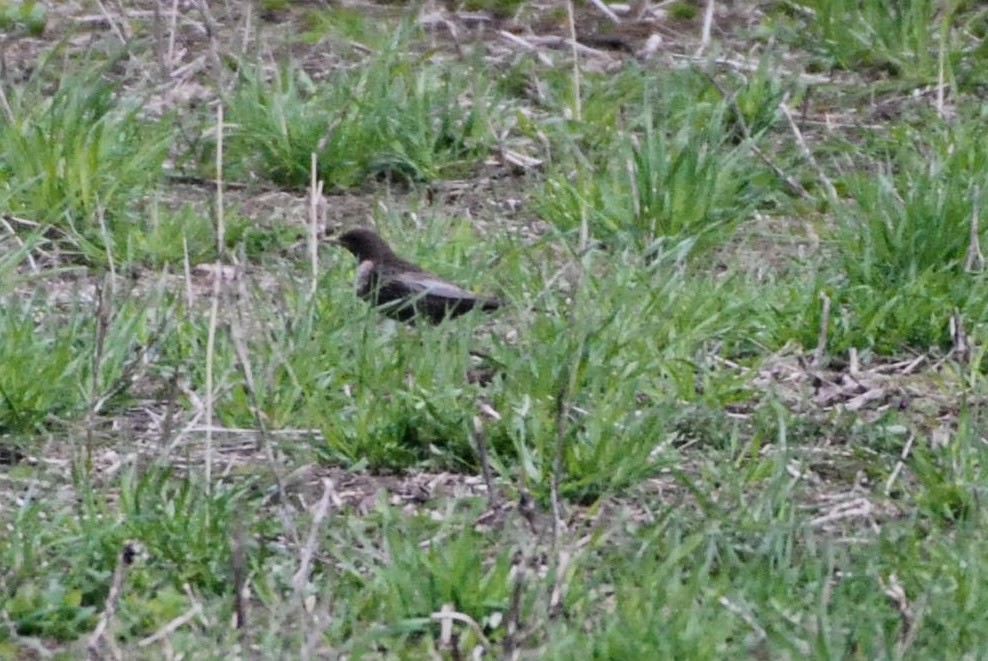 Ring Ouzel - ML635012649