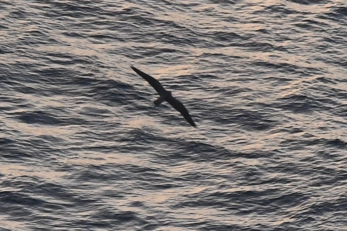 Eleonora's Falcon - ML635012669