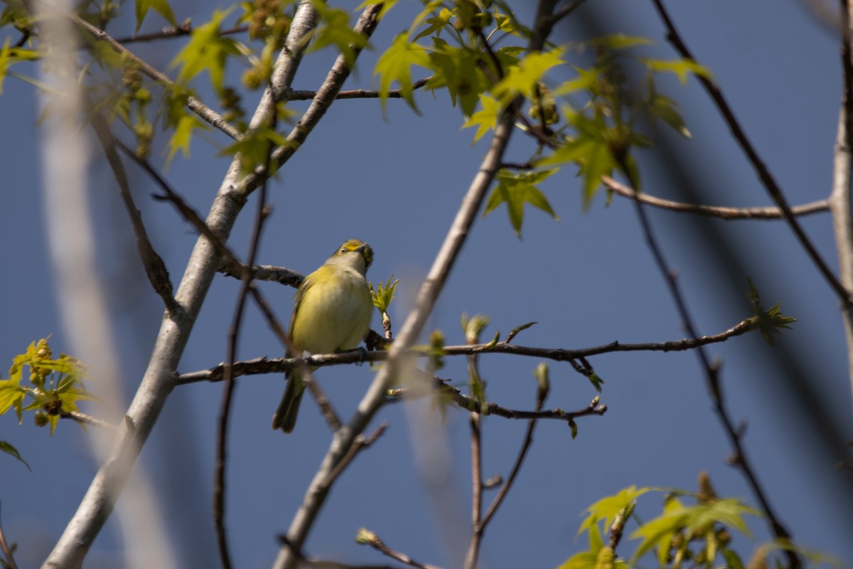 White-eyed Vireo - ML635012683