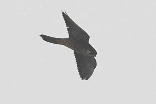 Eleonora's Falcon - ML635012690