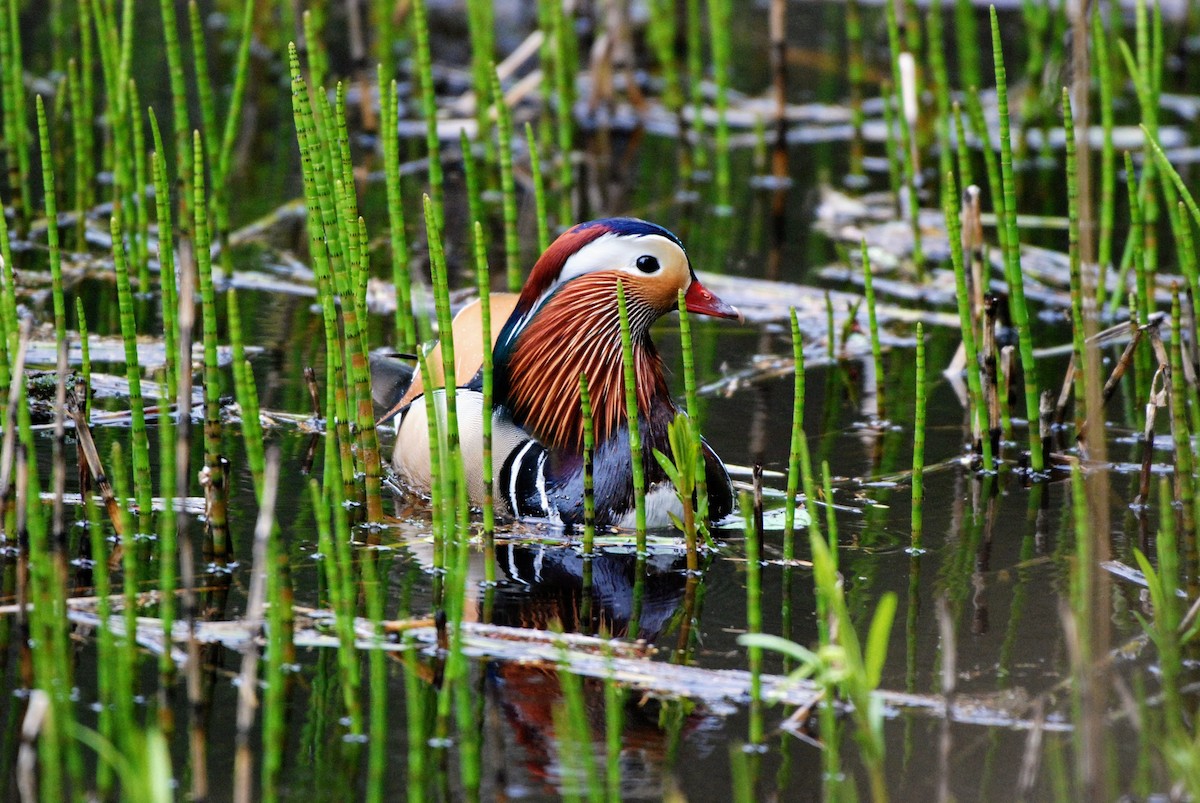 Mandarin Duck - ML635012708