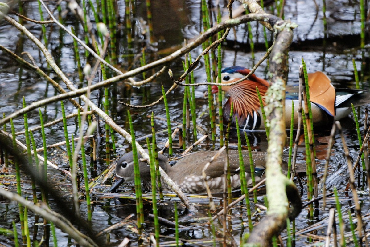 Mandarin Duck - ML635012709