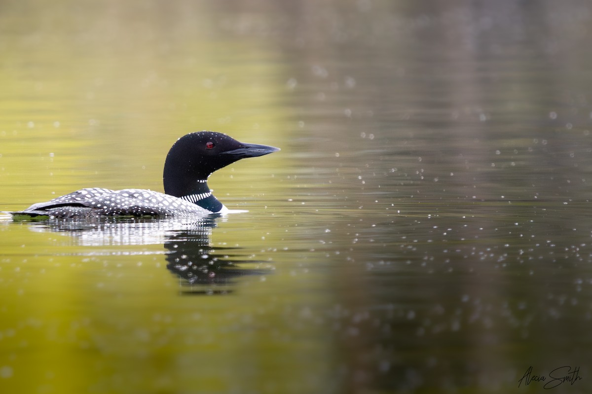 Common Loon - ML635012853