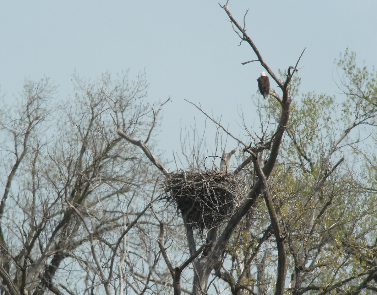 Bald Eagle - ML635012941