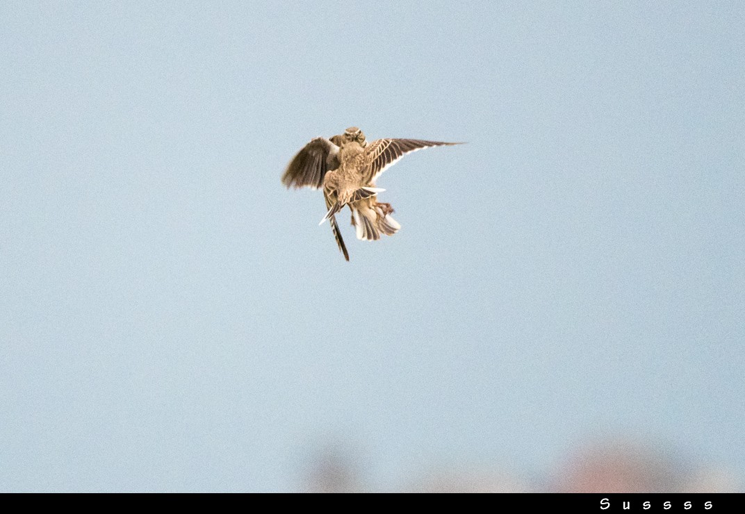 Calandra Lark - ML635013008