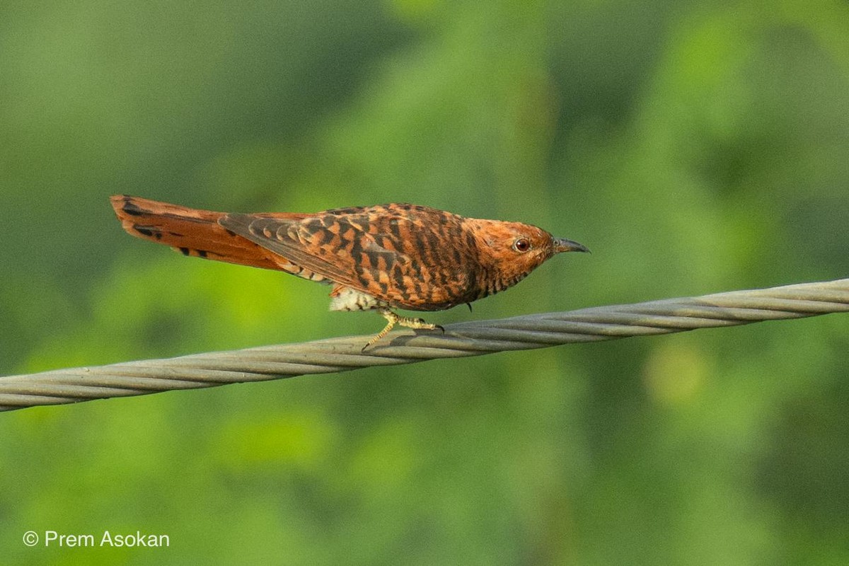 Gray-bellied Cuckoo - ML635013079